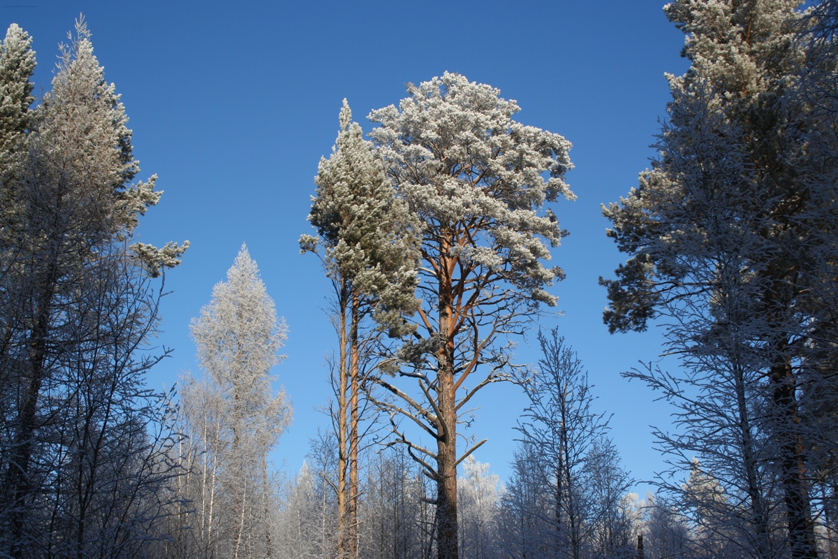 Казанчеж