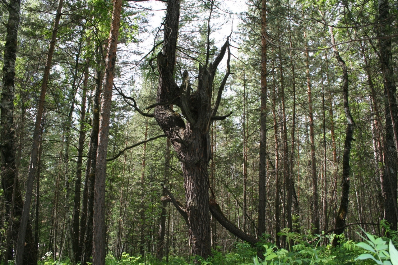 На Торгашинском хребте