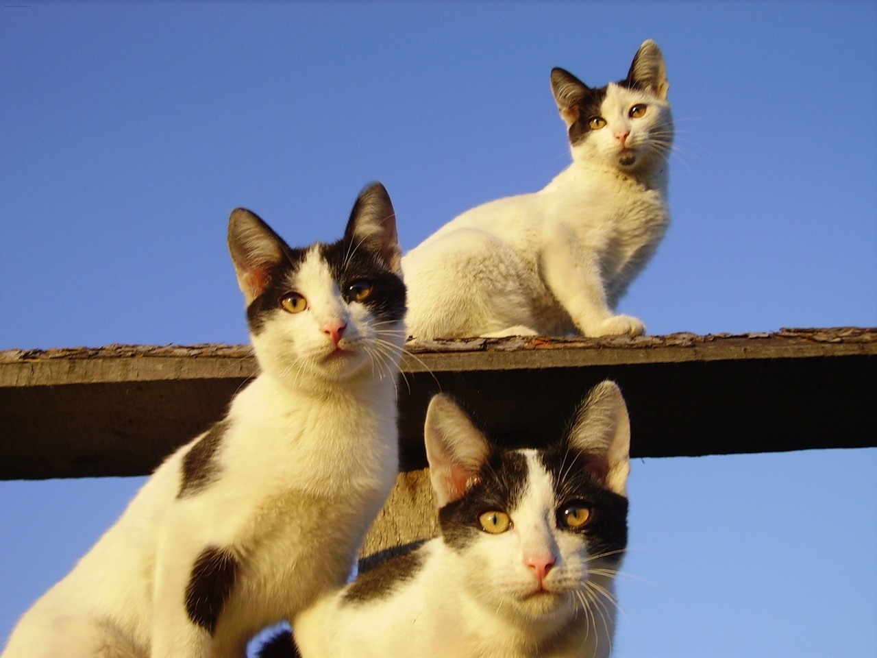 Коты и кошки для меня нечто больше чем коты..